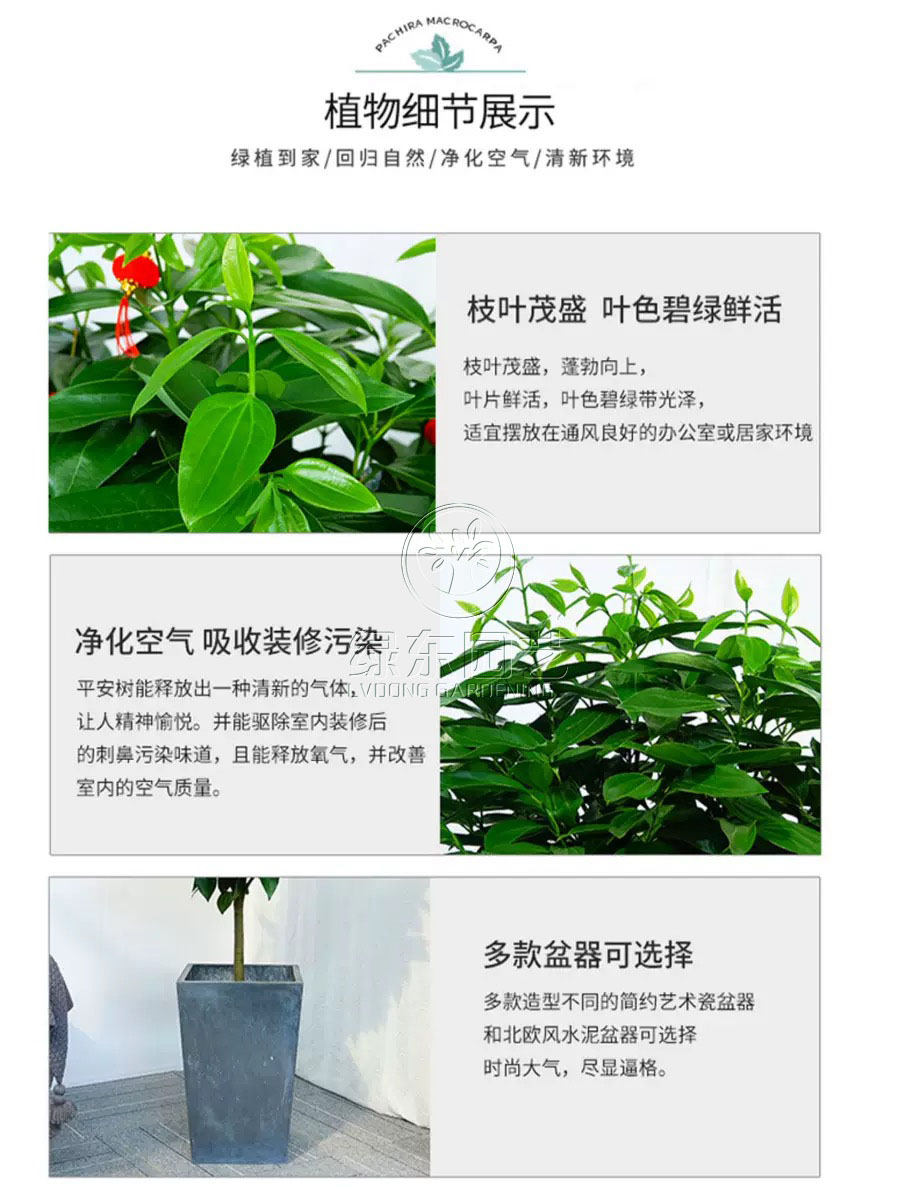 绿色植物是办公室内有害物质的“吞噬者”