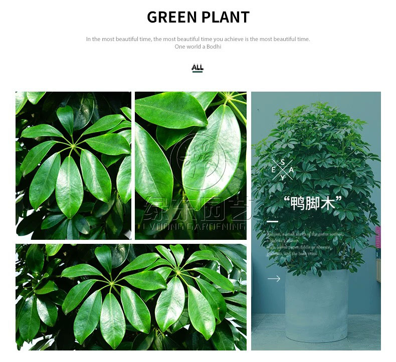常见植物苏州绿植租摆介绍功能