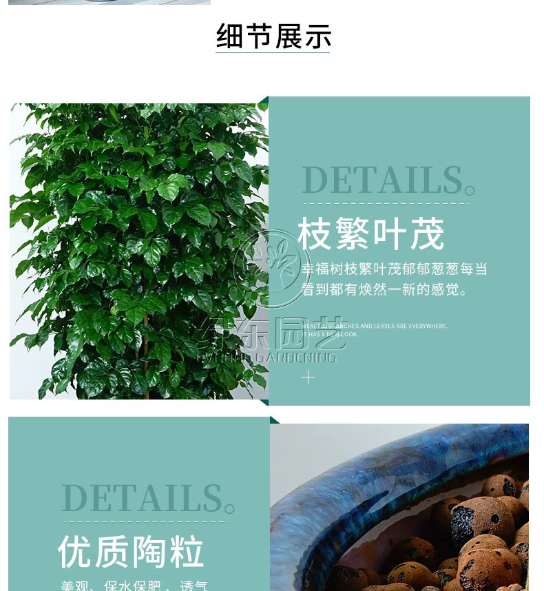 上海植物租赁公司告诉你浇花施肥的方法和原则