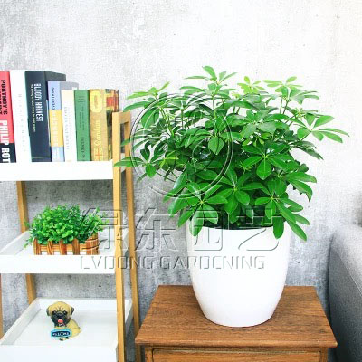 办公室绿植推荐：这几样好看又好养，还是“天然空气净化器”