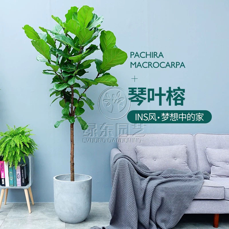 散尾葵的养殖应该注意什么？