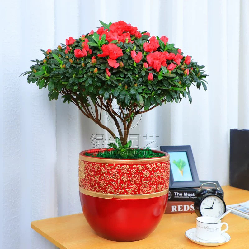 花卉租赁的好处和养护标准是什么?
