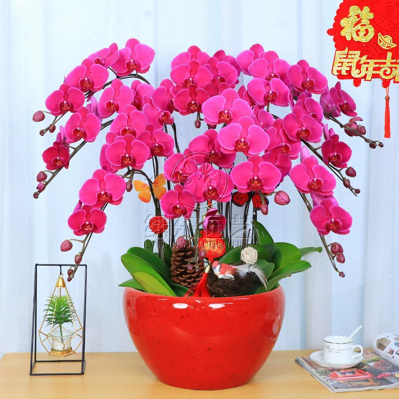 绿植租赁：都市空间的绿色焕新革命