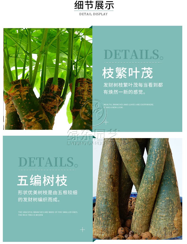 夏季办公室租赁绿植养护都需要注意哪些