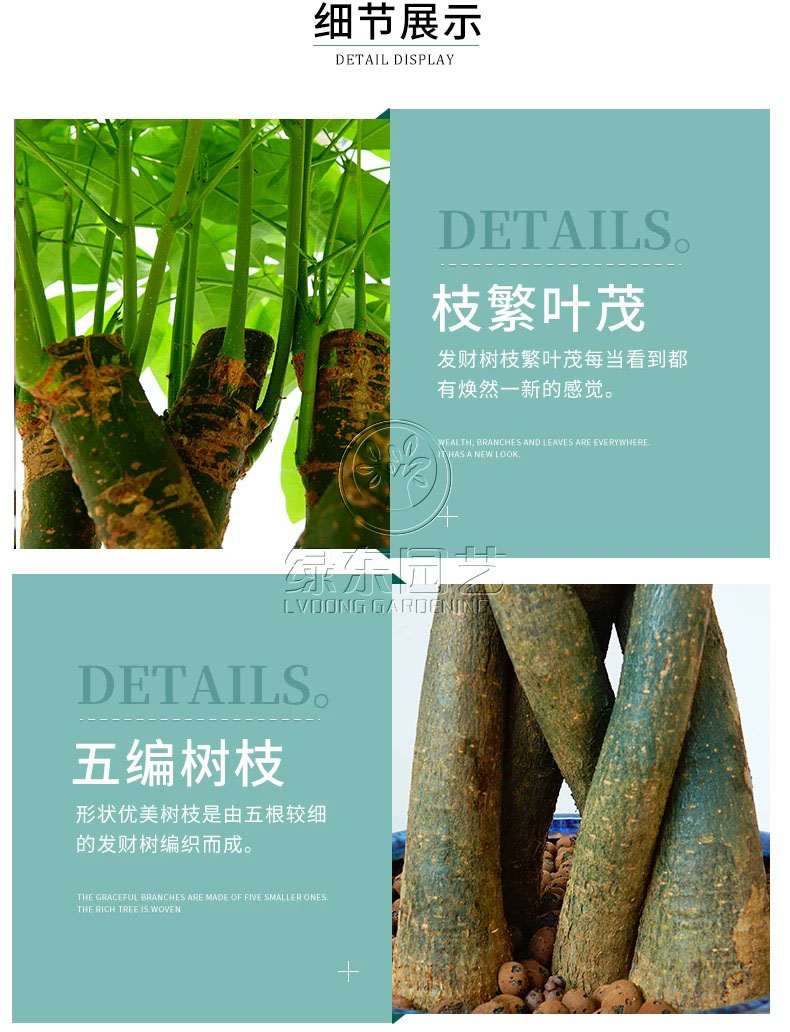 几种常见上海绿植养护方法