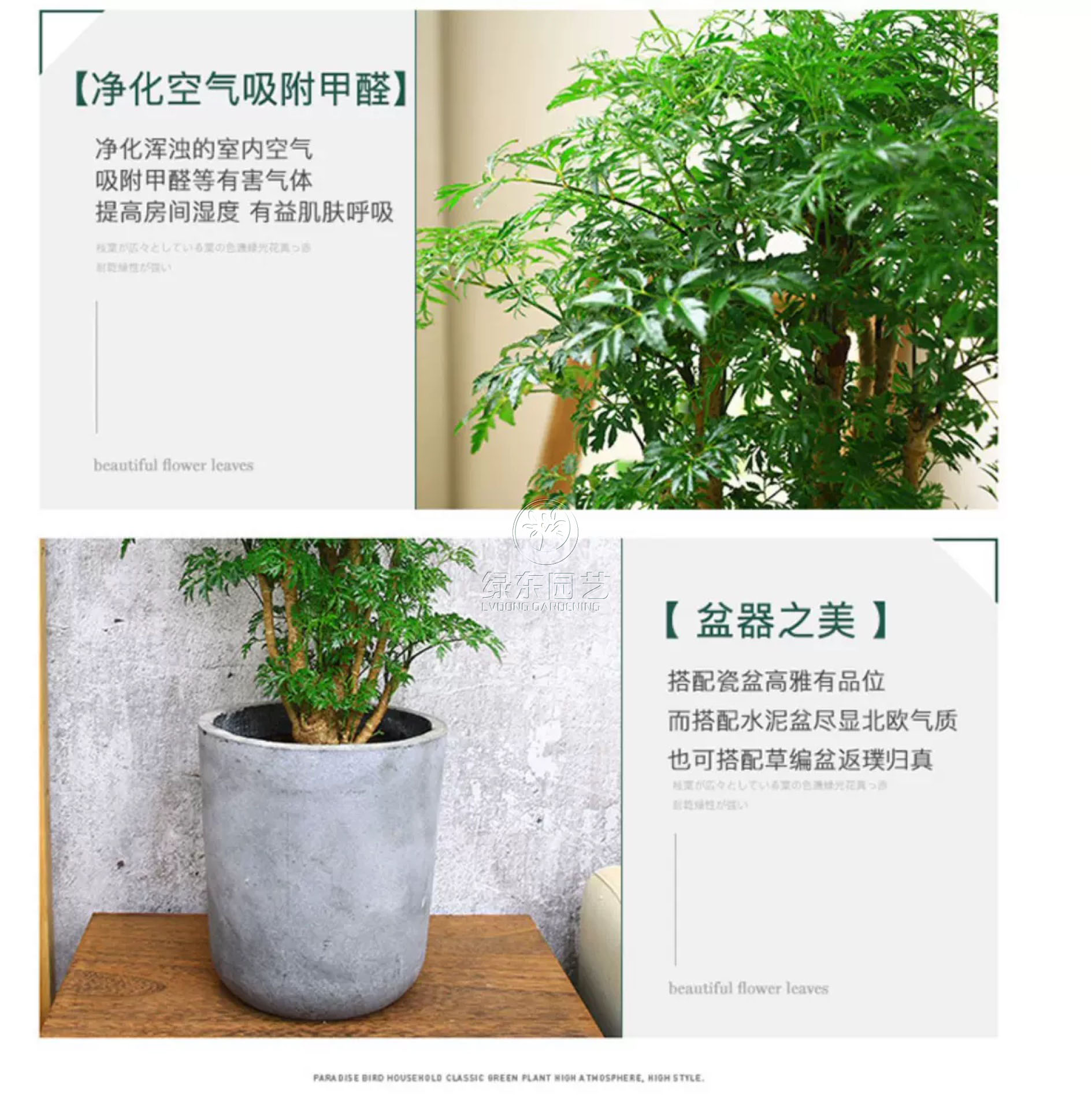 室内绿植租赁的注意事项