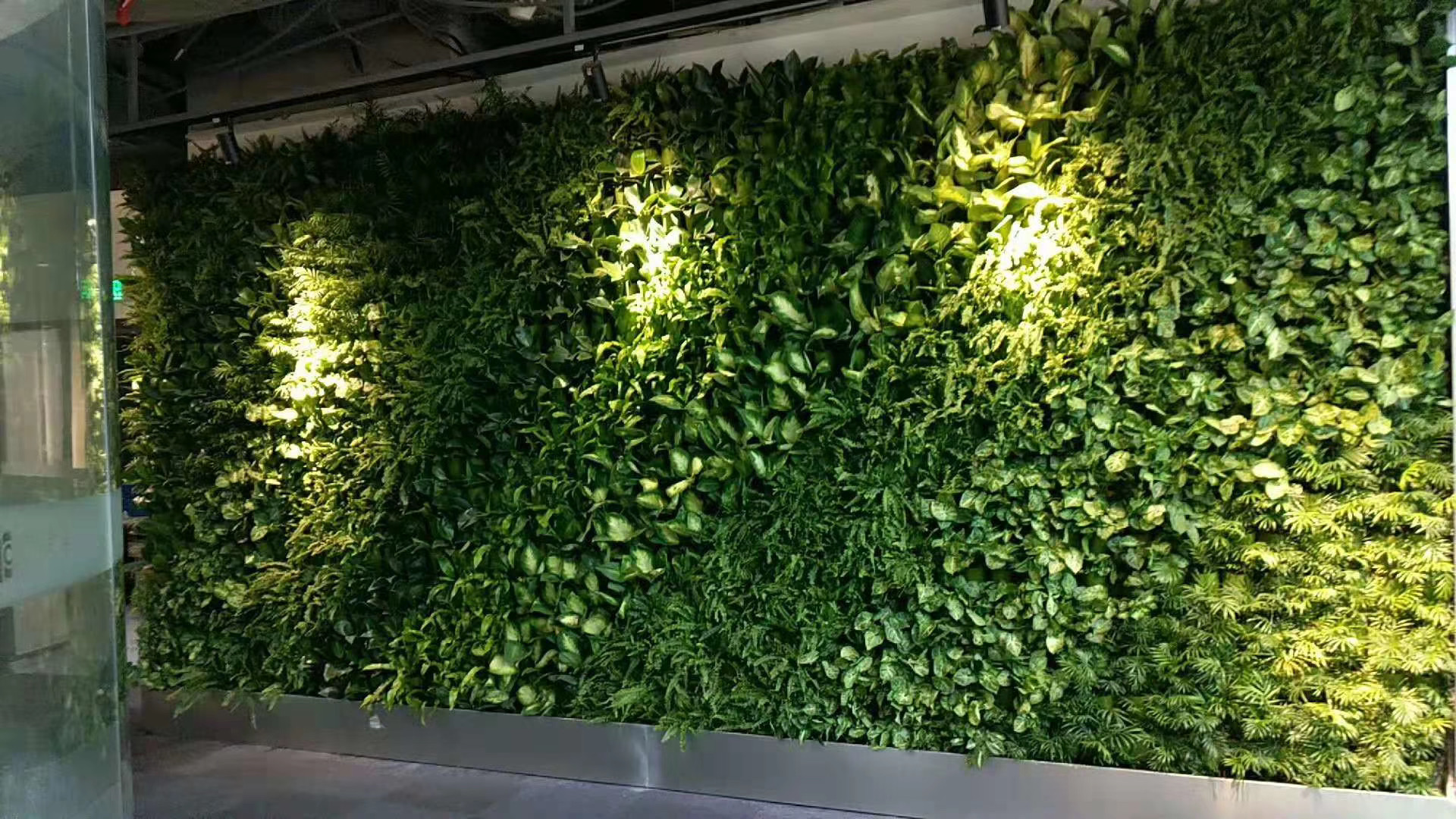这5种花浇水越多越疯长，不怕涝