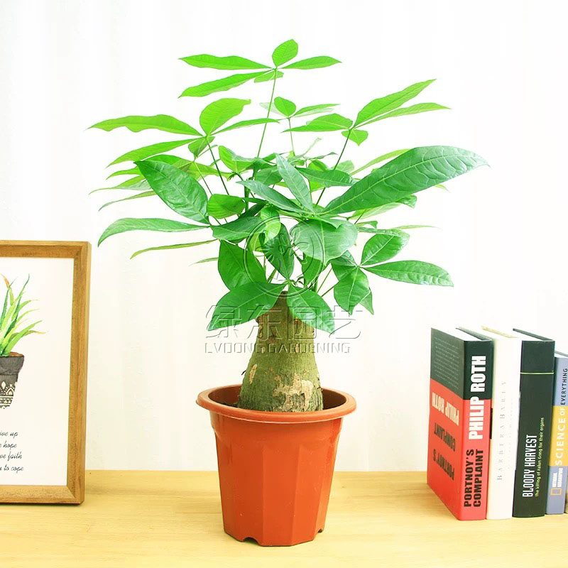 上海花卉租赁------花卉租赁养护之浇水