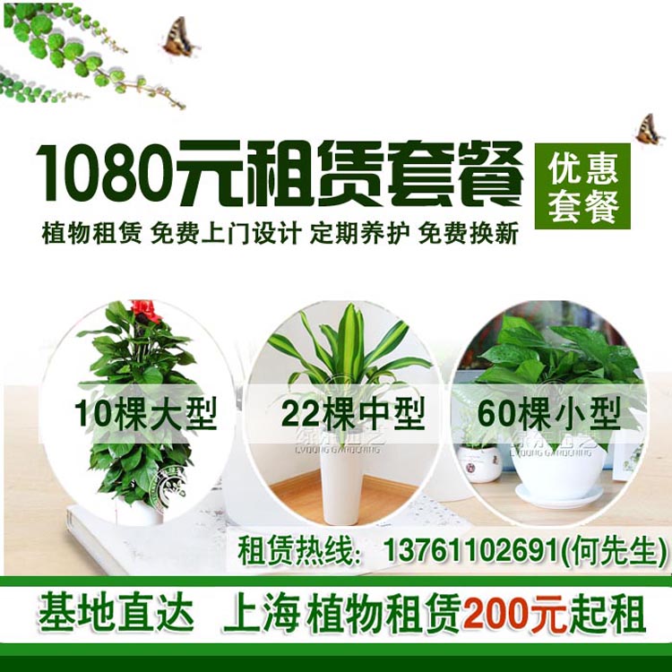 上海植物租赁公司告诉你浇花施肥的方法和原则