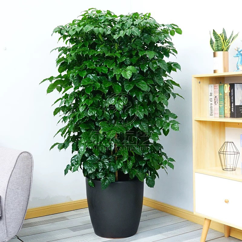 上海办公室绿植养护讲解：发财树的养护方法