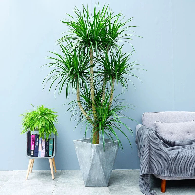 绿植租赁：都市空间的绿色焕新革命