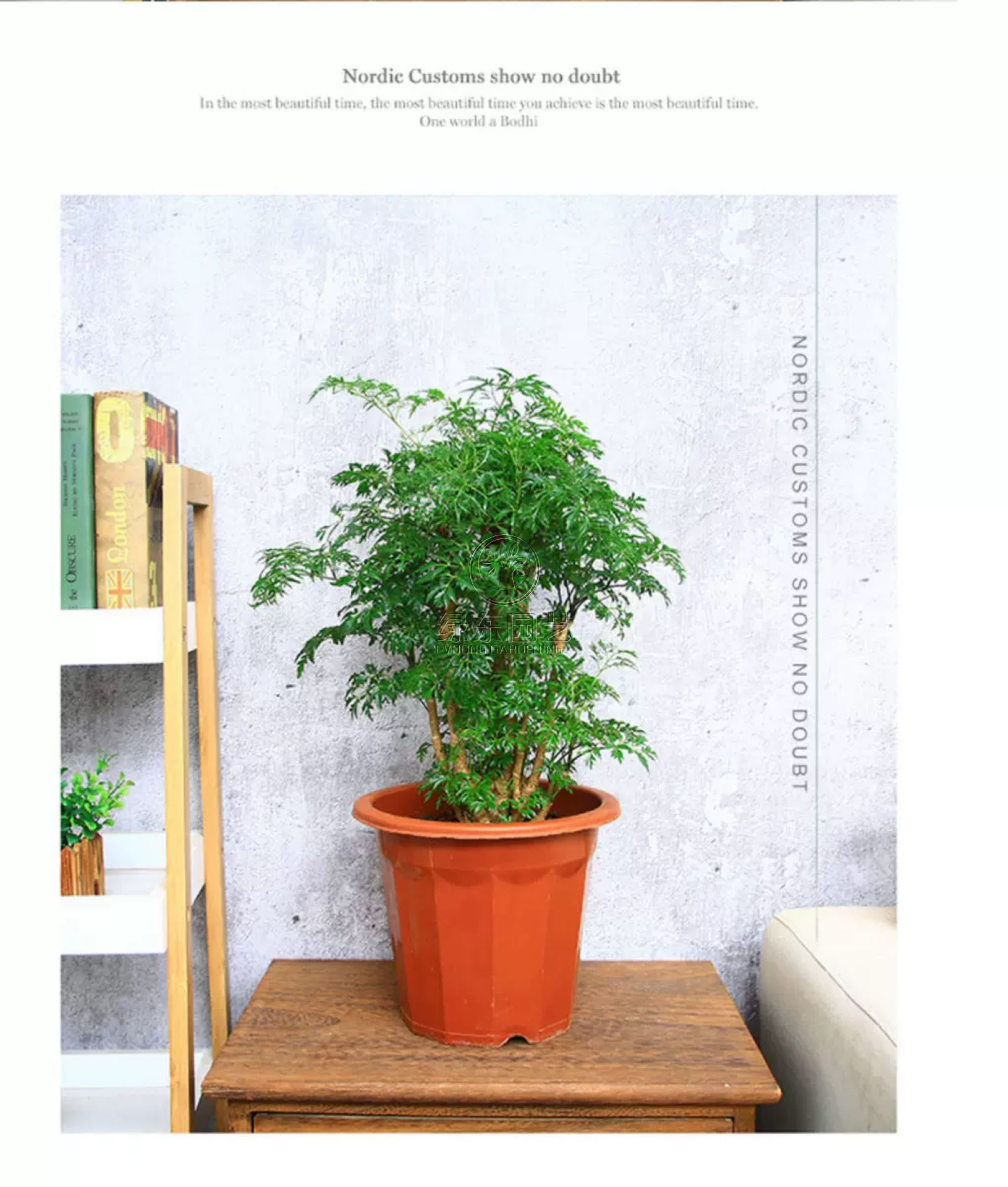 上海办公室绿植租赁说说办公室适合养什么植物