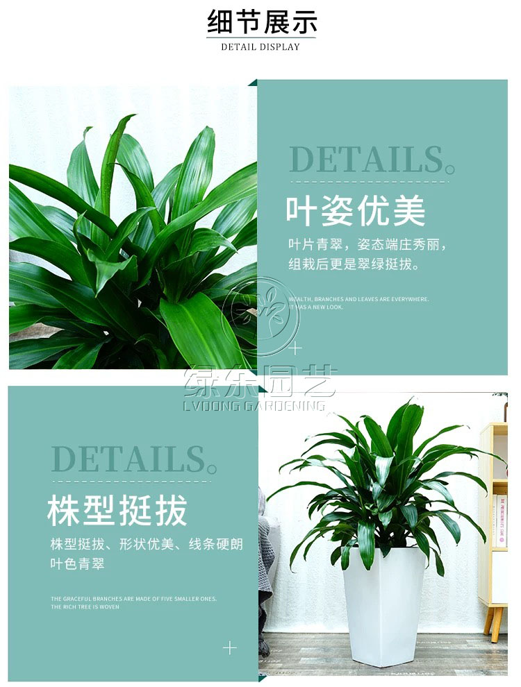 绿植租赁，景观工程为什么要选择上海绿东园艺有限公司