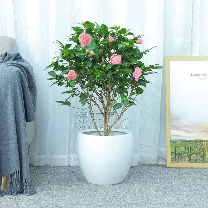 养花不再烦恼，10种室内植物养护小秘诀！