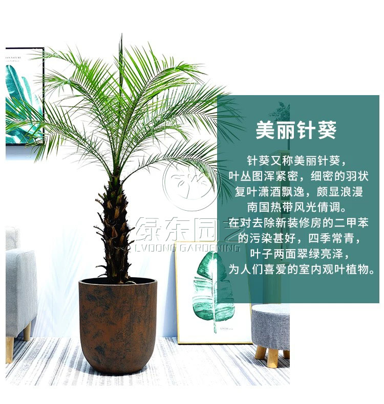 上海绿植租赁-----办公室植物租赁：办公室绿植如何养护？