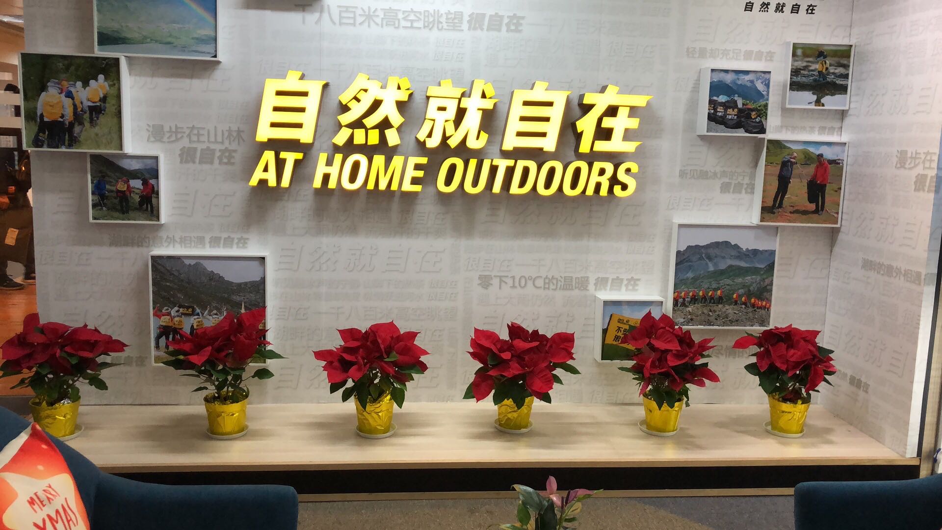 上海办公室植物租赁方案