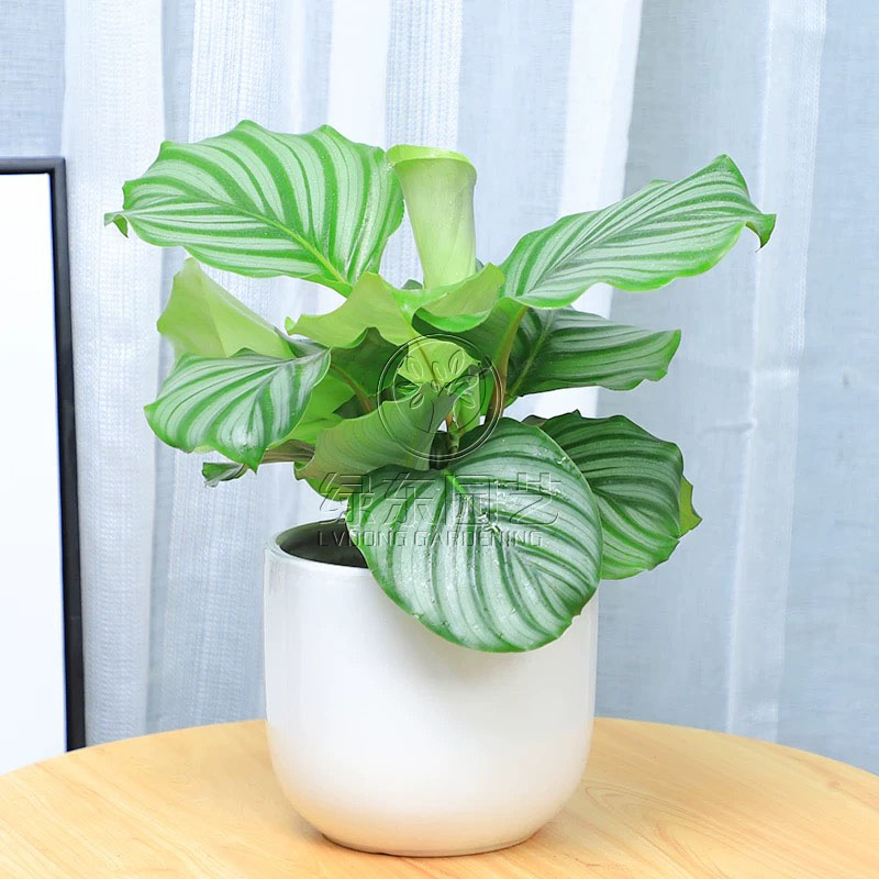 常见植物苏州绿植租摆介绍功能