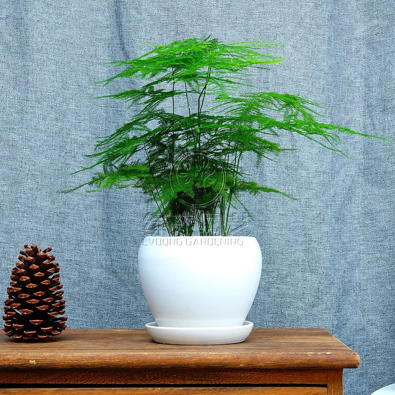 常见植物苏州绿植租摆介绍功能