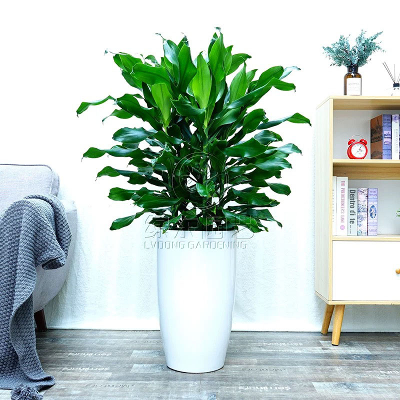 常见植物苏州绿植租摆介绍功能