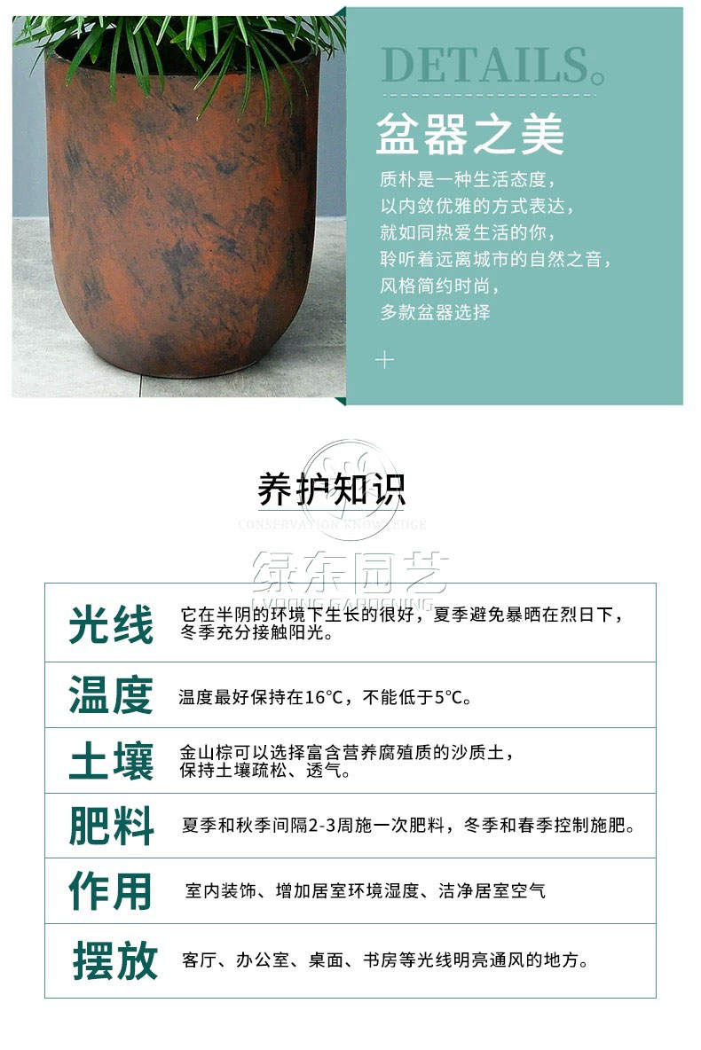 上海绿东园艺告诉你---大型发财树养护