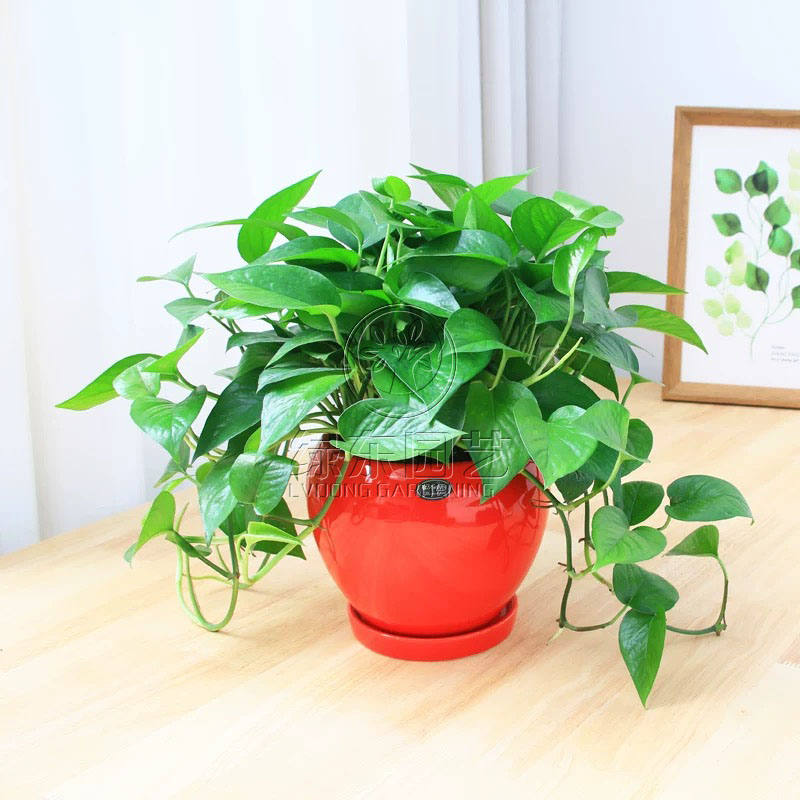 常见植物苏州绿植租摆介绍功能