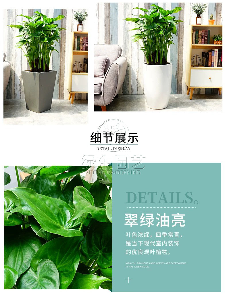 上海办公室绿植租赁-----什么样的盆栽绿植适合新手养植