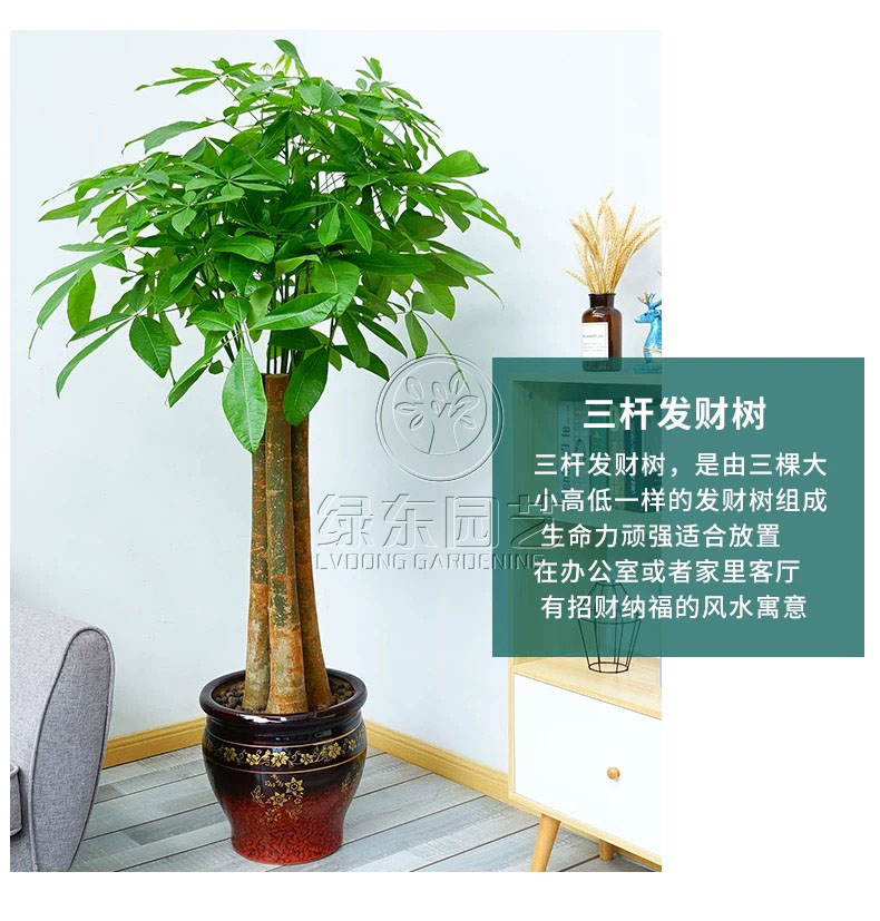 如何挑选办公室绿植？绿植租赁的好处？