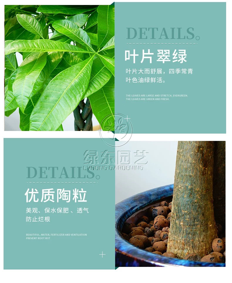 发财树养护指南：科学培育与情感联结的双向奔赴