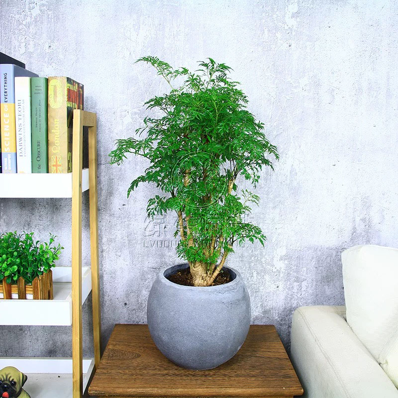 这5种花浇水越多越疯长，不怕涝
