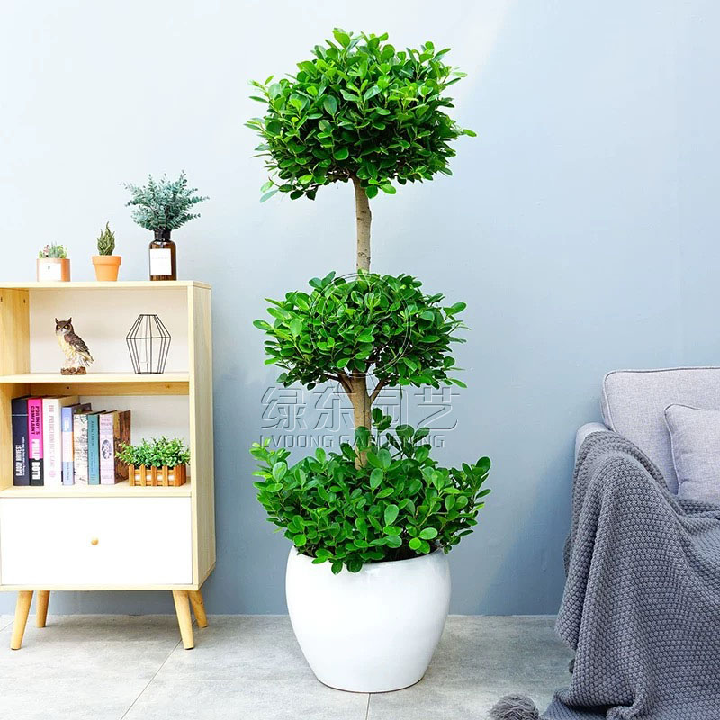 上海绿东园艺有限公司：专业绿植租赁服务，赋能企业绿色办公新风尚