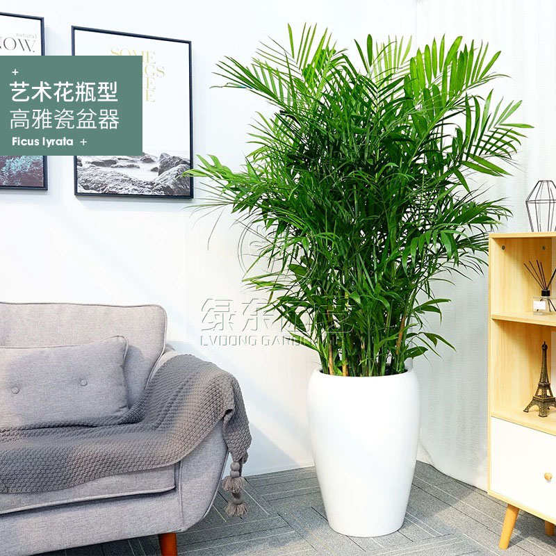 发财树的养护方法