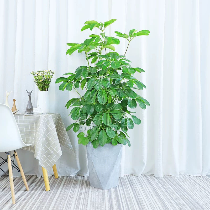 办公室植物有哪些品种?摆放在什么位置?