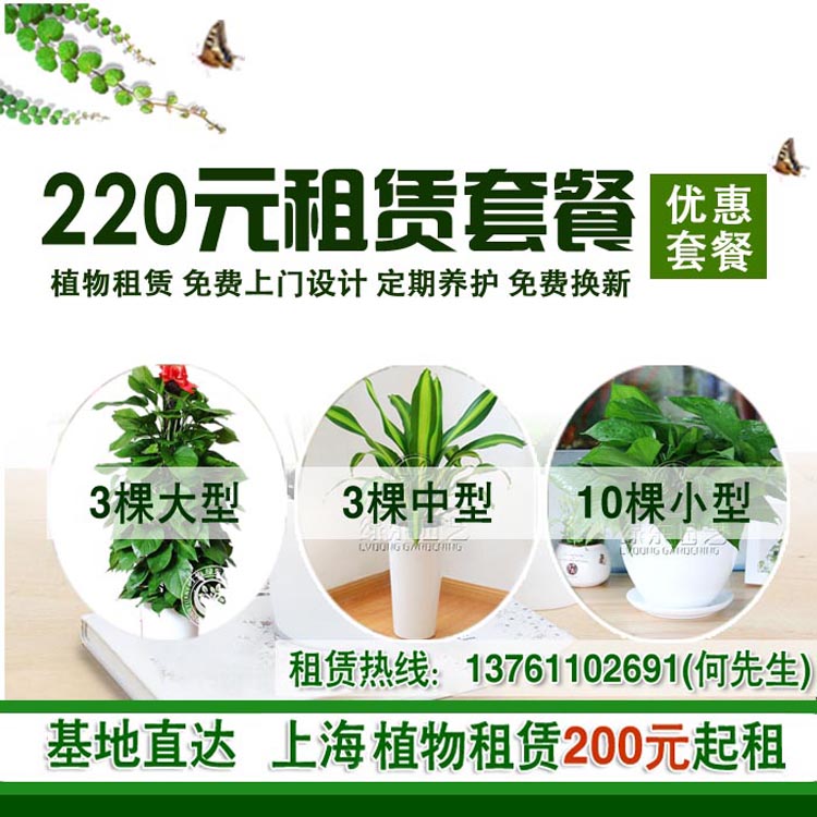 浅谈国内绿植租赁的行业与趋势