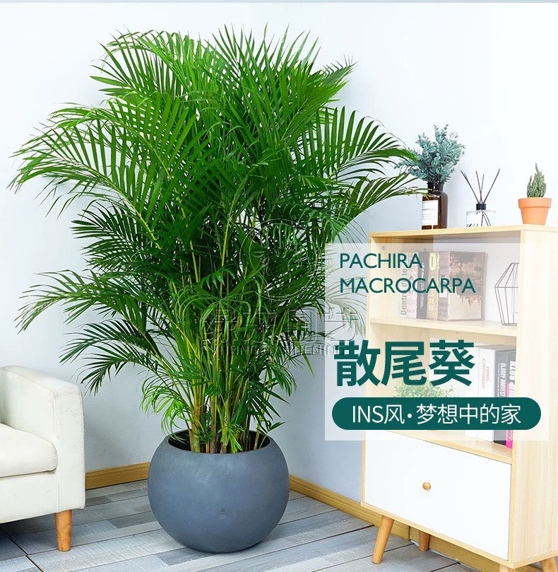 常见植物苏州绿植租摆介绍功能
