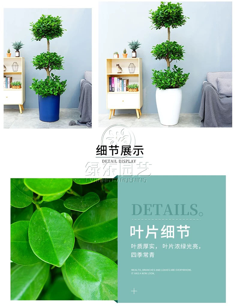 上海植物出租具有哪些优点呢