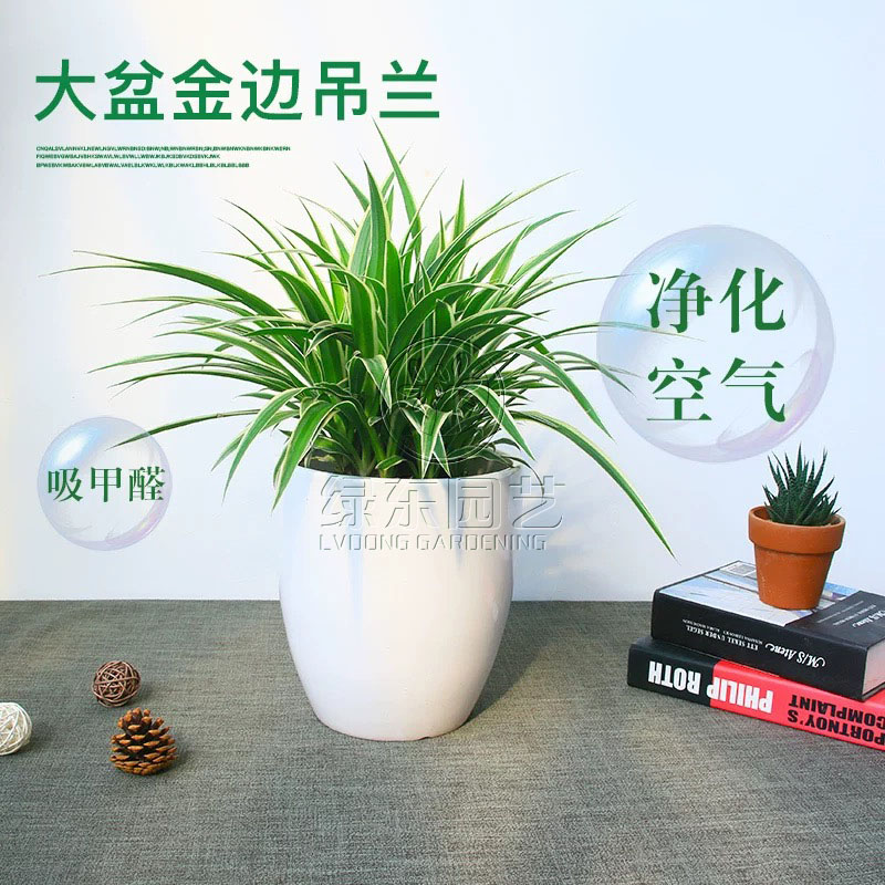 不同植物的摆放功能