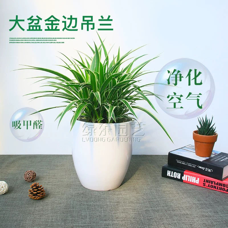 植物租赁有讲究，不同场所的绿植摆放要点需注意！