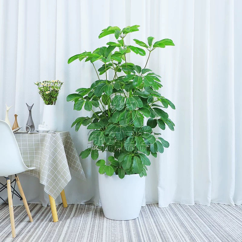 植物租赁有讲究，不同场所的绿植摆放要点需注意！