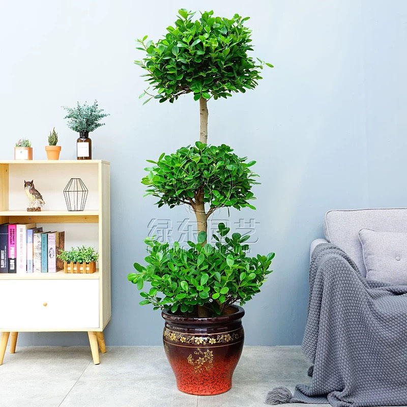 冬天不适合在室内养殖的植物