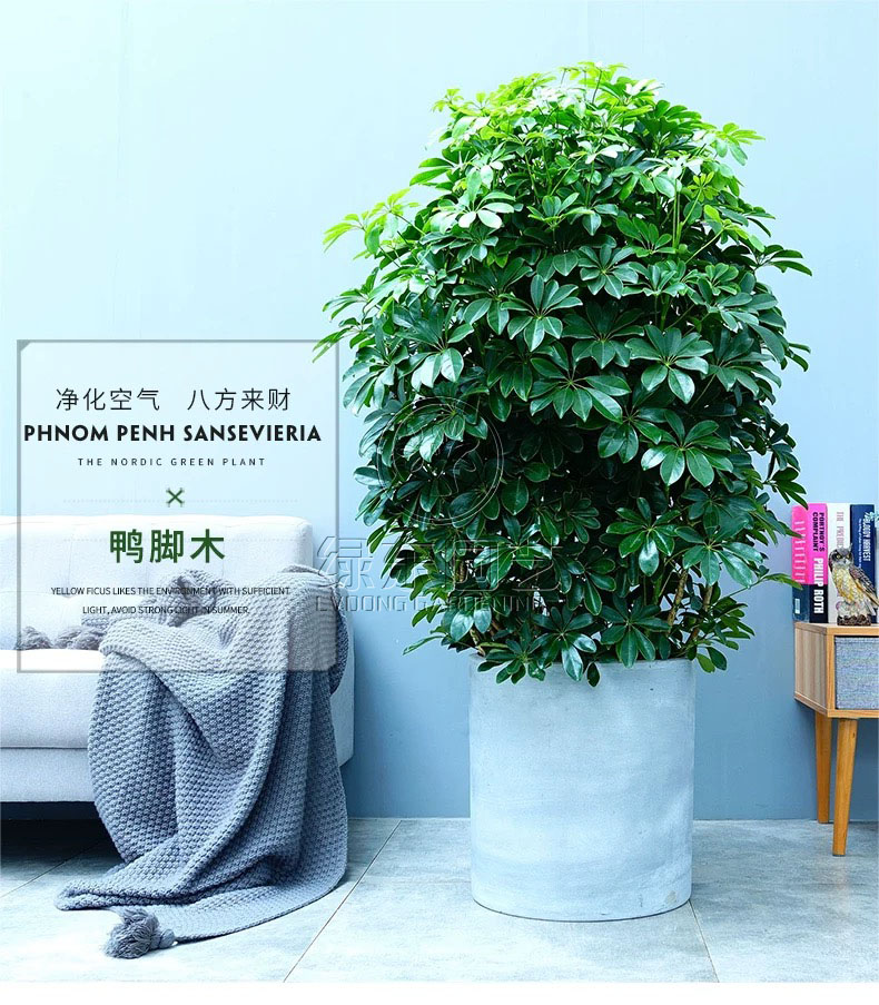 上海办公室绿植养护讲解：发财树的养护方法