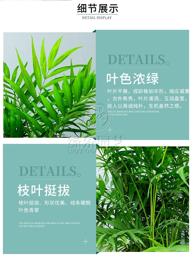 上海绿东园艺有限公司：专业绿植租赁服务，赋能企业绿色办公新风尚