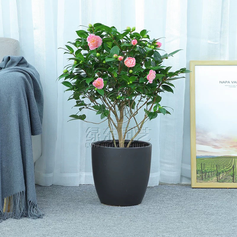 夏季办公室租赁绿植养护都需要注意哪些