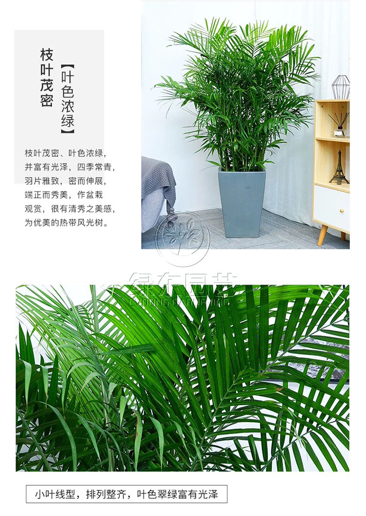 上海绿植租赁报价高度关注原因