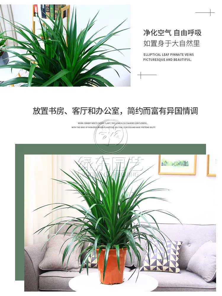 三大类适合在室内摆放的植物