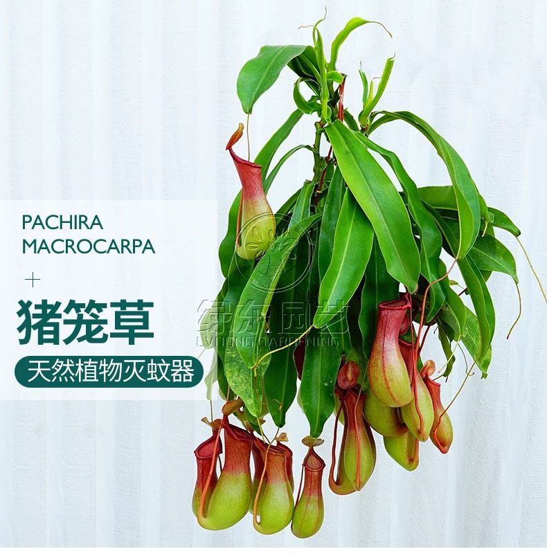 如何挑选办公室绿植？绿植租赁的好处？