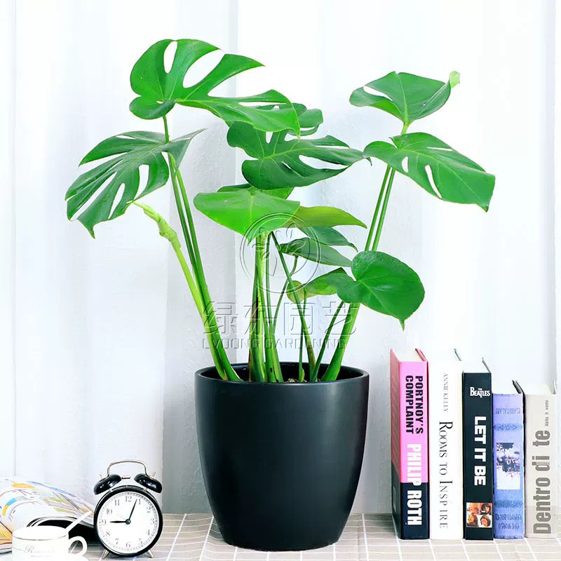 上海绿东园艺有限公司：专业绿植租赁服务，赋能企业绿色办公新风尚