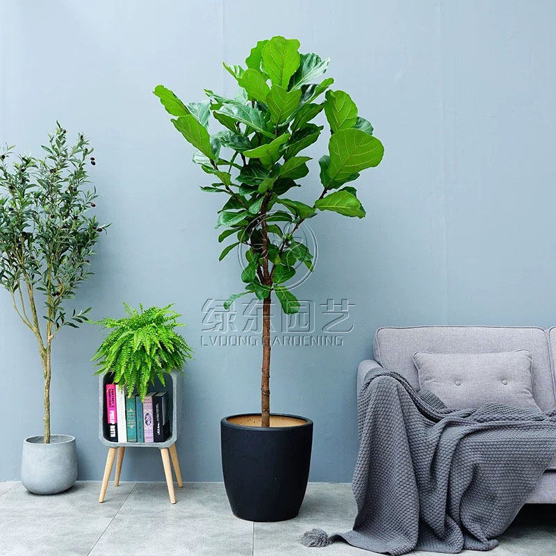 办公室租赁植物观赏凤梨应该如何养护