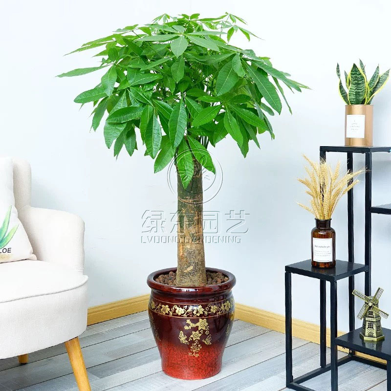 什么是绿植租摆
