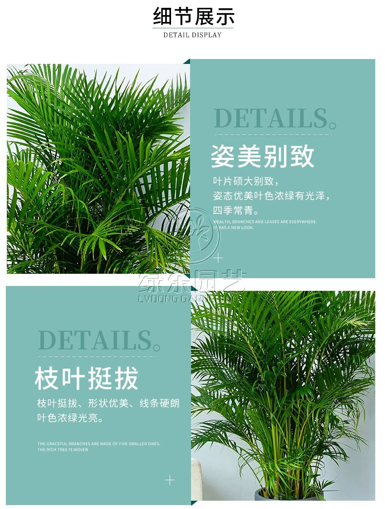 上海绿植租赁-----办公室植物租赁：办公室绿植如何养护？