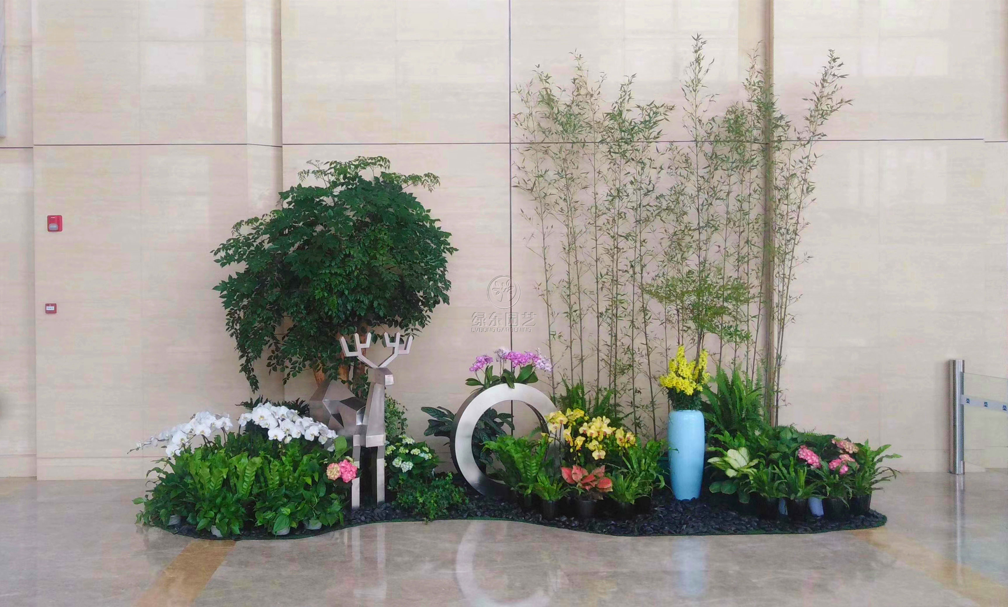 常见植物苏州绿植租摆介绍功能